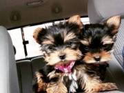 Adorable outstanding Yorkie puppies ready for their new and forever lovely home