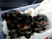 Male And Female Yorkie Puppies.