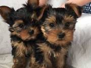 Very playful and lovely Yorkie puppy male and female contact +1(408) 728 9274