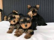 Lovely teacup Yorkie puppies for sale