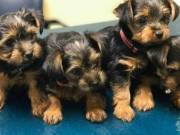 Lovely teacup Yorkie puppies for sale