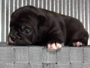Bethany the Frenchie Available 