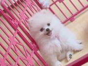 ❤️❤️ Healthy Reg Pomeranian babies available❤️❤️