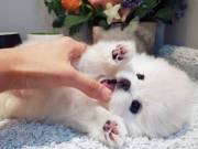 ❤️❤️ Healthy Reg Pomeranian babies available❤️❤️