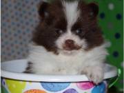 ❤️❤️ Healthy Reg Pomeranian babies available❤️❤️