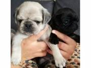 Male and female Pug puppies available ( obinafuhlem12@gmail.com )