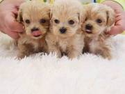 Text//8188619637 I have M and F maltipoo puppies for sell