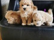 Text//8188619637 I have M and F maltipoo puppies for sell
