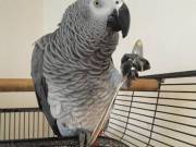 Male & Female African Gray Parrots for sale + DD