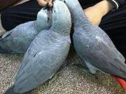 Male & Female African Gray Parrots for sale + EE