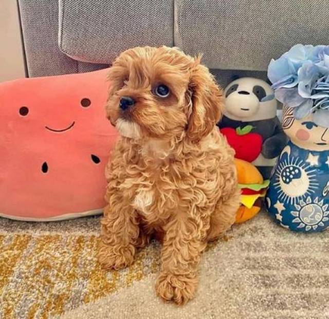 Cute And Adorable Cavapoo Puppies For Free Adoption Michigan Center