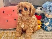12 weeks old, Two Cavapoo Puppies Needs a New Family (309)-981-7565