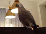 Intelligent African Grey Parrot