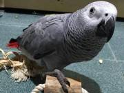 Captivating African Grey Parrot