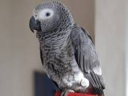 African Grey Parrot  For A New Loving Home