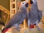 Male & Female African Gray Parrots Available