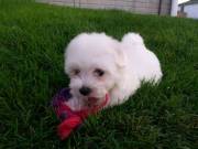 Loving Maltese puppies available email ( suzynul34@gmail.com )