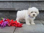 Loving Maltese puppies available email ( suzynul34@gmail.com )