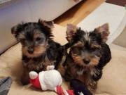 adorable puppies yorkie  looking for good and loving homes.
