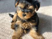 Healthy Yorkie Pups,up to date on vaccinations