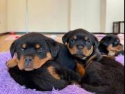 Rottweiler Puppies For sale