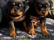 Male and Female German Rottweiler Puppies Available 
