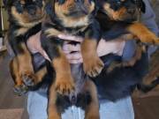 Free German Rottweiler Puppies 