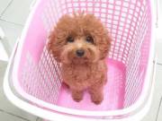 sweet adorable poodle puppy for adoption