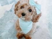 outstanding poodle puppies for sale