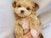 outstanding poodle puppies for sale