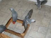 Lovely African grey parrot  babies available fro rehoming