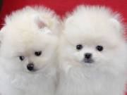 Outstanding Pomeranian puppies ready to join a new home 