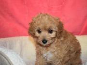 Nice and Healthy Cavoodle Puppies Available