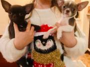 beautiful Teacup Chihuahua puppies male & female for sale (701)360-7225