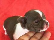 beautiful Teacup Chihuahua puppies male & female for sale (701)360-7225