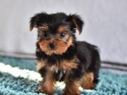 adorable Yorkshire Terrier puppies for adoption suzynul34@gmail.com 