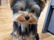 *2male* and "female" yorkie puppies for sale!