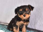 These adorable Yorkie puppies for adoption    suzynul34@gmail.com 