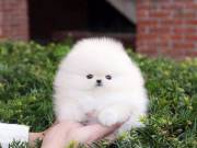 Teacup pomeranian 