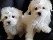 Potty trained teacup Maltese puppies for adoption 3159295943