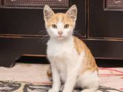 beautiful, adorable Kitten.ready for adoption suzynul34@gmail.com 
