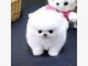Charming Pomeranian  puppies are ready for a new loving home suzynul34@gmail.com   