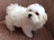 Fluffy Maltese puppies ready for adoption suzynul34@gmail.com  