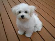 Fluffy Maltese puppies ready for adoption suzynul34@gmail.com 