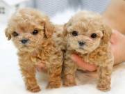 outstandind Poodle Puppies For adoptions