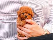 gorgeous adorable Poodle Puppies For adoptions