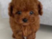 Cute Poodle Puppies male and female for adoption