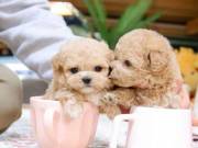 outstanding  poodle puppy for adoptions