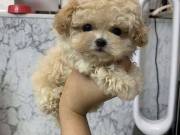 outstanding  poodle puppy for adoptions