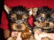 TEACUP YORKSHIRE TERRIER PUPPIES 5594256473